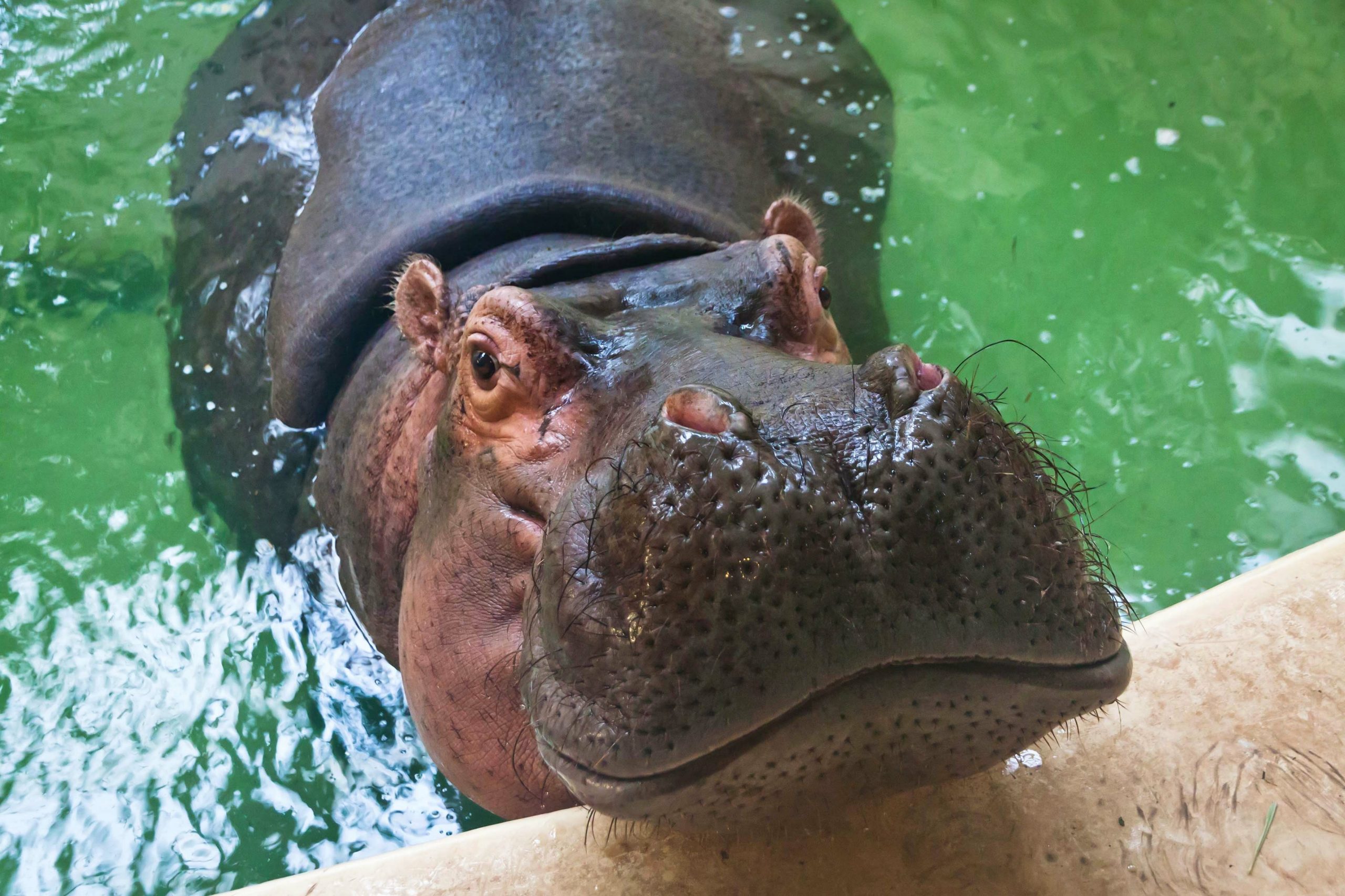 Hippopotamus in Busch Gardens Tampa Bay. Florida.